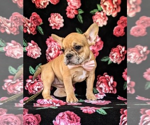 French Bulldog Puppy for sale in QUARRYVILLE, PA, USA