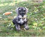 Kennedy - Male Schnauzer (Miniature) Puppy for Sale - Photo #3