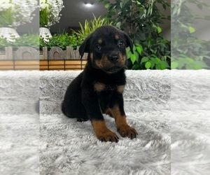 Rottweiler Puppy for sale in GREENFIELD, IN, USA