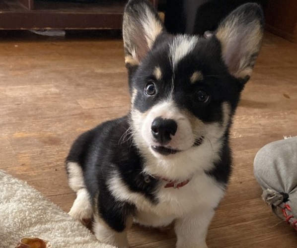 Medium Photo #1 Pembroke Welsh Corgi Puppy For Sale in NANJEMOY, MD, USA