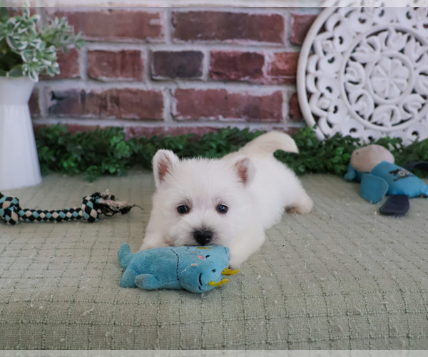 Medium Photo #3 West Highland White Terrier Puppy For Sale in SYRACUSE, IN, USA