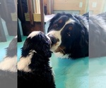 Small #1 Bernese Mountain Dog