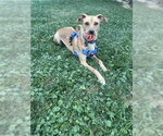 Small #3 Labrador Retriever Mix