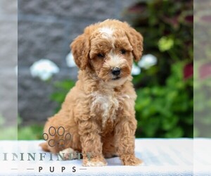 Poodle (Miniature) Puppy for sale in LEOLA, PA, USA