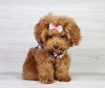 Small Photo #25 Poodle (Miniature) Puppy For Sale in LAS VEGAS, NV, USA