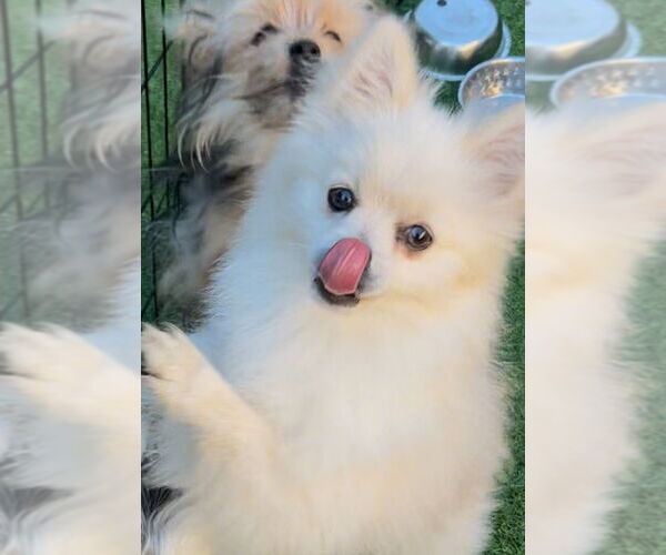 Medium Photo #3 Pomeranian Puppy For Sale in San Diego , CA, USA