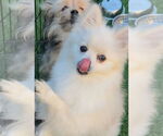 Small #2 Pomeranian