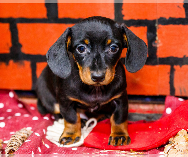 Medium Photo #10 Dachshund Puppy For Sale in WAKARUSA, IN, USA