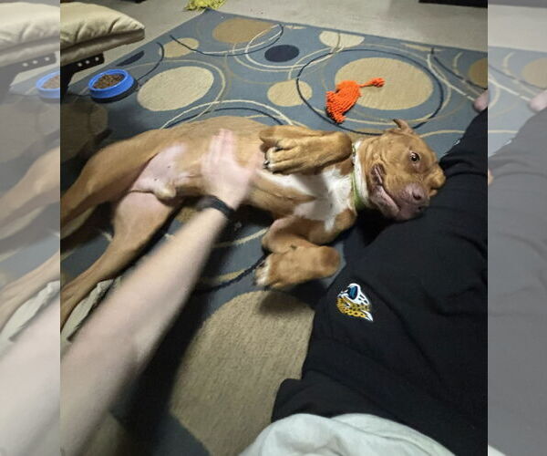 Medium Photo #2 American Staffordshire Terrier-Unknown Mix Puppy For Sale in Holly Springs, NC, USA