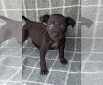 Small Photo #1 Chihuahua-Unknown Mix Puppy For Sale in Oakhurst, NJ, USA
