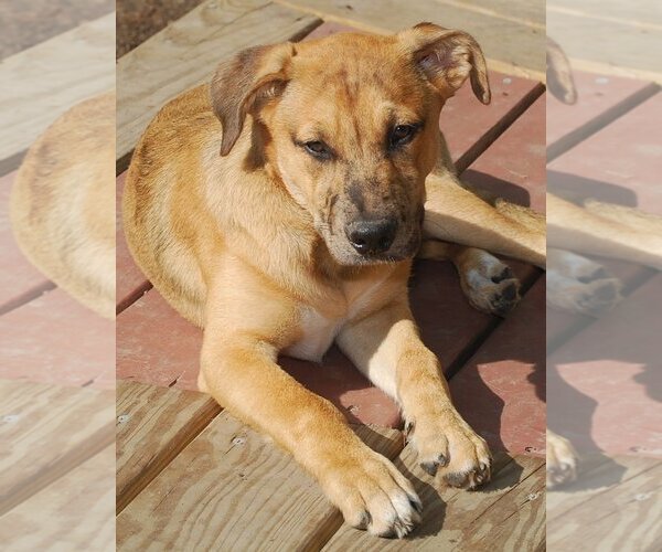 Medium Photo #10 Catahoula Leopard Dog-Unknown Mix Puppy For Sale in Spring, TX, USA