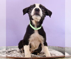 Border Collie-Unknown Mix Dogs for adoption in Sheridan, CO, USA