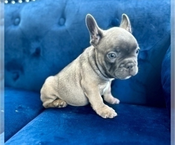 Medium Photo #5 French Bulldog Puppy For Sale in BAKERSFIELD, CA, USA
