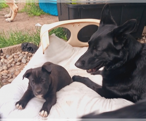 Medium Photo #5 Shepradors Puppy For Sale in ORCHARDS, WA, USA