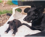Small #4 Shepradors