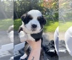 Small Photo #3 Miniature Australian Shepherd Puppy For Sale in GRISWOLD, CT, USA