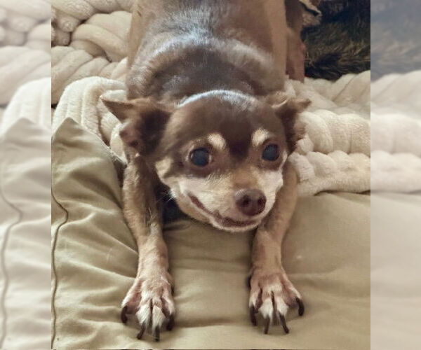 Medium Photo #11 Chipin Puppy For Sale in Princeton, MN, USA