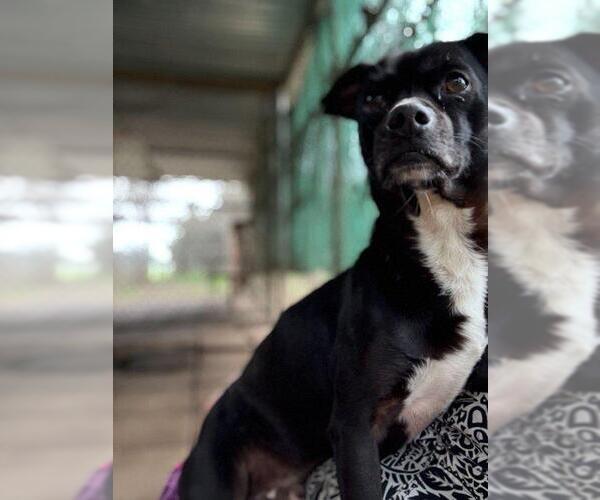 Medium Photo #4 Mutt Puppy For Sale in Parlier, CA, USA