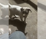 Small Photo #4 American Bully Puppy For Sale in CHICO, CA, USA
