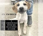 Small Photo #3 American Bulldog Puppy For Sale in GILBERTS, IL, USA