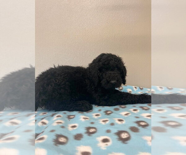 Medium Photo #4 Golden Retriever Puppy For Sale in Osgood, IN, USA