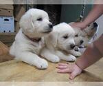 Small Photo #6 English Cream Golden Retriever Puppy For Sale in MILLVILLE, MA, USA