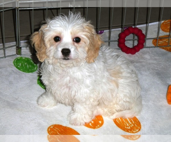 Medium Photo #1 Cavachon Puppy For Sale in ORO VALLEY, AZ, USA
