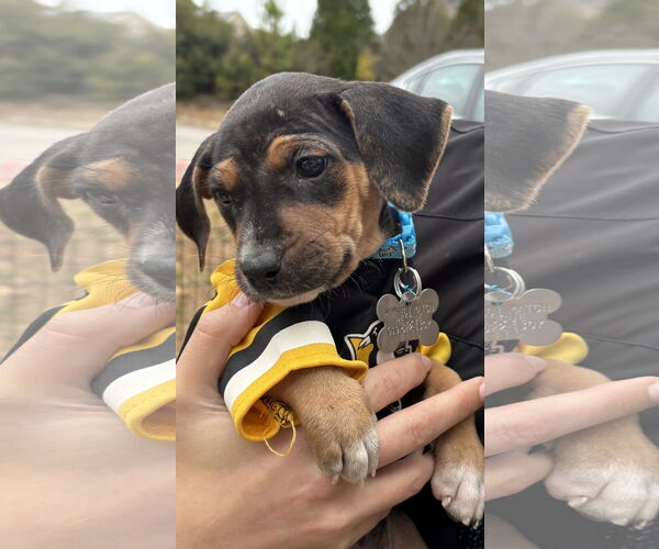 Medium Photo #10 Mutt Puppy For Sale in Holly Springs, NC, USA