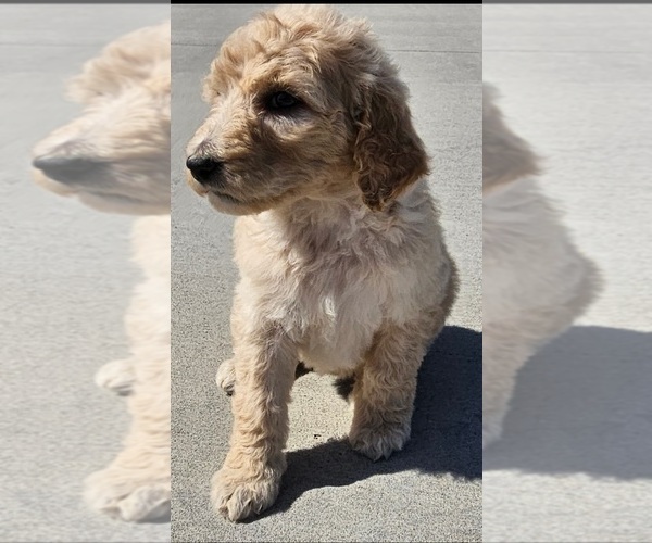 Medium Photo #2 Goldendoodle Puppy For Sale in TARBORO, NC, USA
