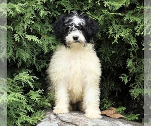 Poodle (Miniature)-Portuguese Water Dog Mix Puppy for sale in FREDERICKSBG, OH, USA