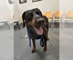 Rotterman Dogs for adoption in Glen Allen, VA, USA