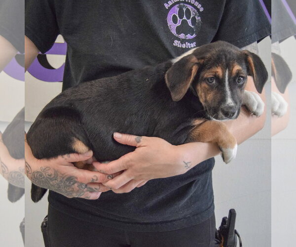 Medium Photo #2 Beagle-Unknown Mix Puppy For Sale in Huntley, IL, USA