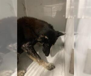 German Shepherd Dog Dogs for adoption in Houston, TX, USA