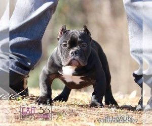 American Bully Puppy for sale in COVINGTON, GA, USA