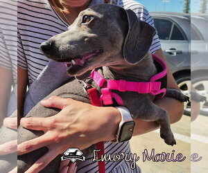 Emory Marie+ - Female Dachshund Dog for Adoption - Photo #2