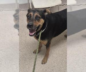 Rottweiler-Unknown Mix Dogs for adoption in Bakersfield, CA, USA