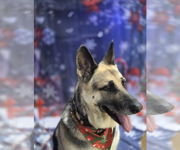 Medium Photo #3 German Shepherd Dog Puppy For Sale in New Hill, NC, USA