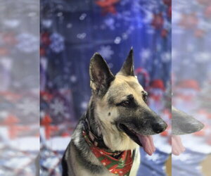 Maggie - Female German Shepherd Dog Dog for Adoption - Photo #3