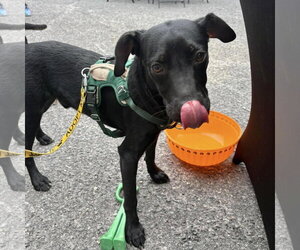 Moss - Male Labrador Retriever-Unknown Mix Dog for Adoption - Photo #3