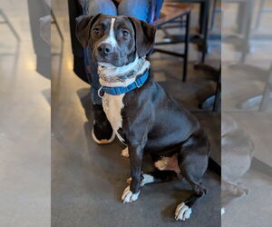 Beagle-Unknown Mix Dogs for adoption in Holly Springs, NC, USA