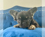 Small Photo #3 French Bulldog Puppy For Sale in NORTH HAMPTON, NH, USA