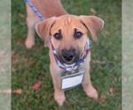 Small #5 Boxer Mix