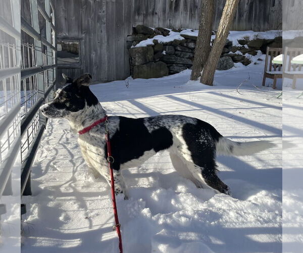 Medium Photo #4 Mutt Puppy For Sale in Garden City, NY, USA