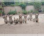Astrid - Female Swedish Vallhund Puppy for Sale - Small photo