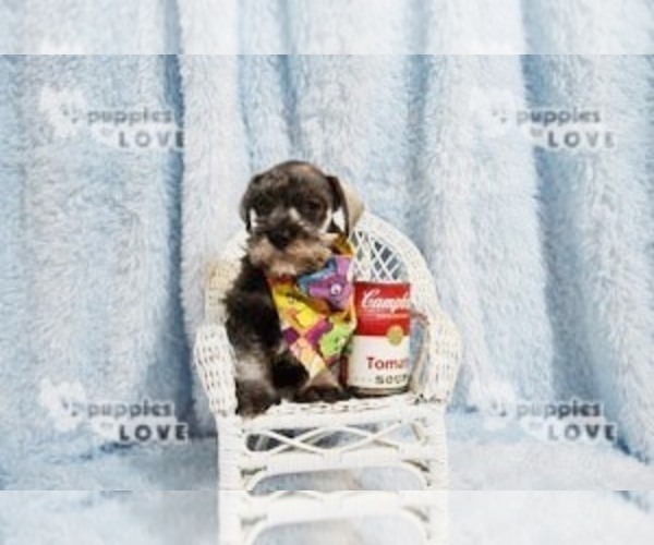 Medium Photo #12 Schnauzer (Miniature) Puppy For Sale in SANGER, TX, USA