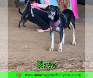 Skye - Female Coonhound-Unknown Mix Dog for Adoption - Photo #4