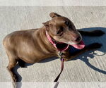 Small #4 American Staffordshire Terrier