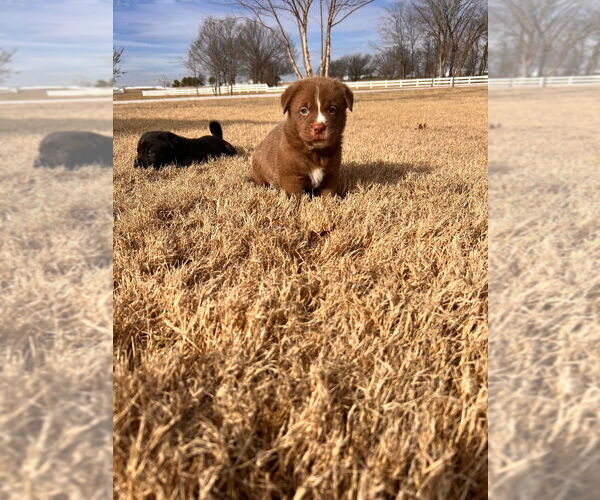 Medium Photo #6 Labrador Retriever-Unknown Mix Puppy For Sale in Claremore, OK, USA