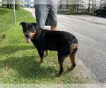Small Photo #8 Rottweiler Puppy For Sale in Houston, TX, USA