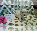 Small Photo #14 Maltipoo (Miniature) Puppy For Sale in BROOKFIELD, MO, USA